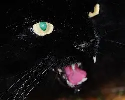 xxxtopt