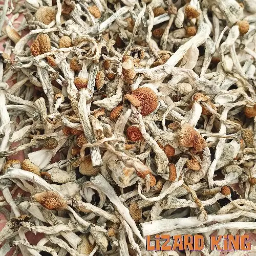 Грибы «Psilocybe Cubensis Lizard King»