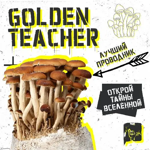 GOLDEN TEACHER