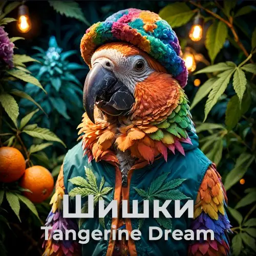 Шишки Tangerine Dream 
