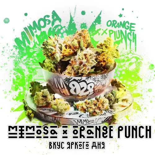 Бошки "Mimosa x Orange Punch"