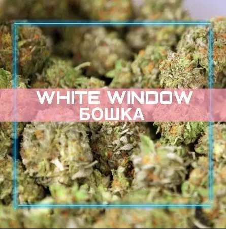 : 🌳Бошки | White Widow