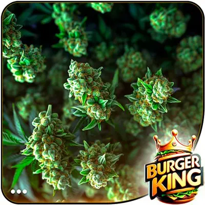 ГИДРОПОНИКА "White Widow" 