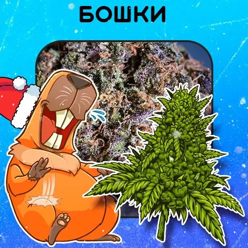 Шишки  ТОПОВЫЕ!!!!!!